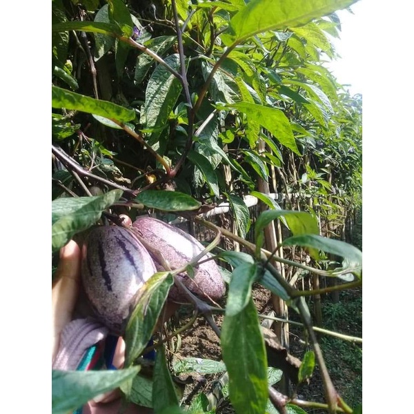 

BUAH PAPINO BUAH FUT FREES