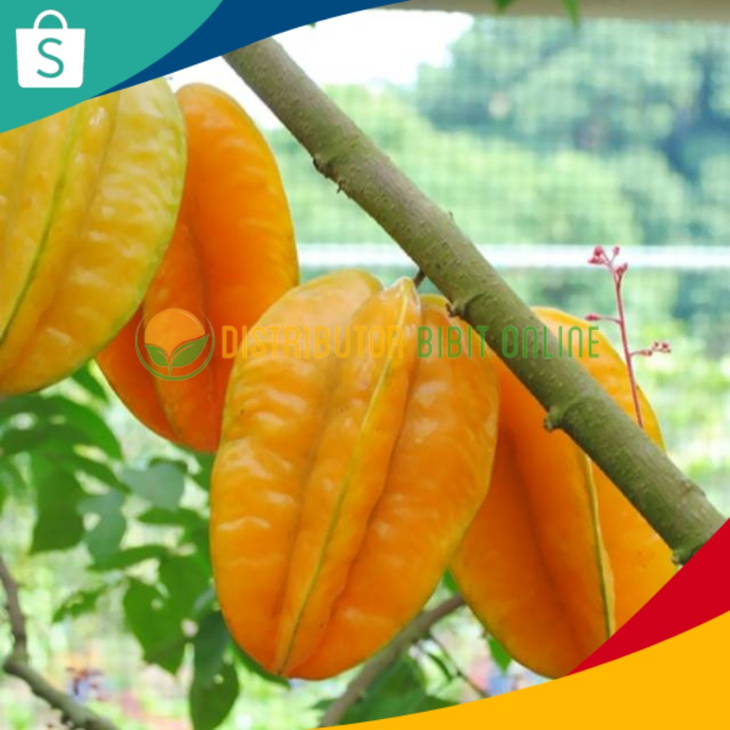 Bibit Buah Belimbing Sembiring bibit okulasi majalengka