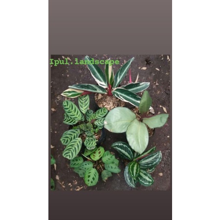 paket 5 tanaman hias calathea murah - paket 5 calathea