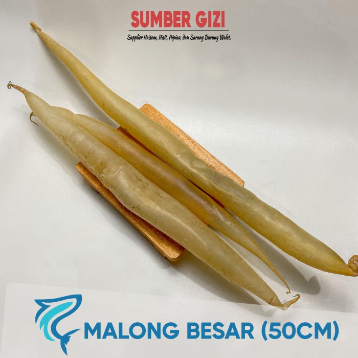 YI PHIAU HIPIAU HIPIO PERUT IKAN MALONG BESAR/ GELEMBUNG IKAN/FISH MAW