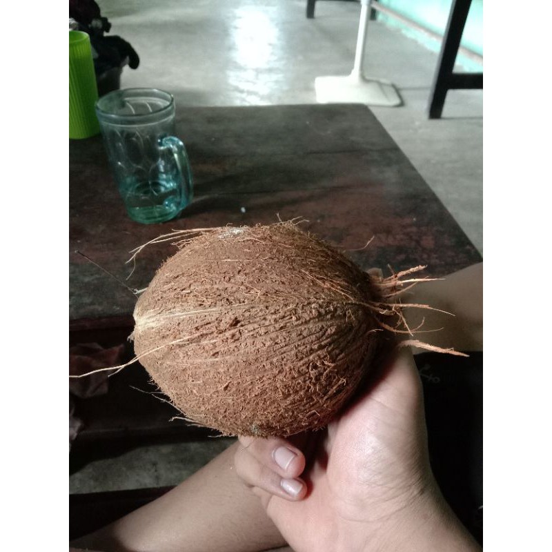 

kelapa