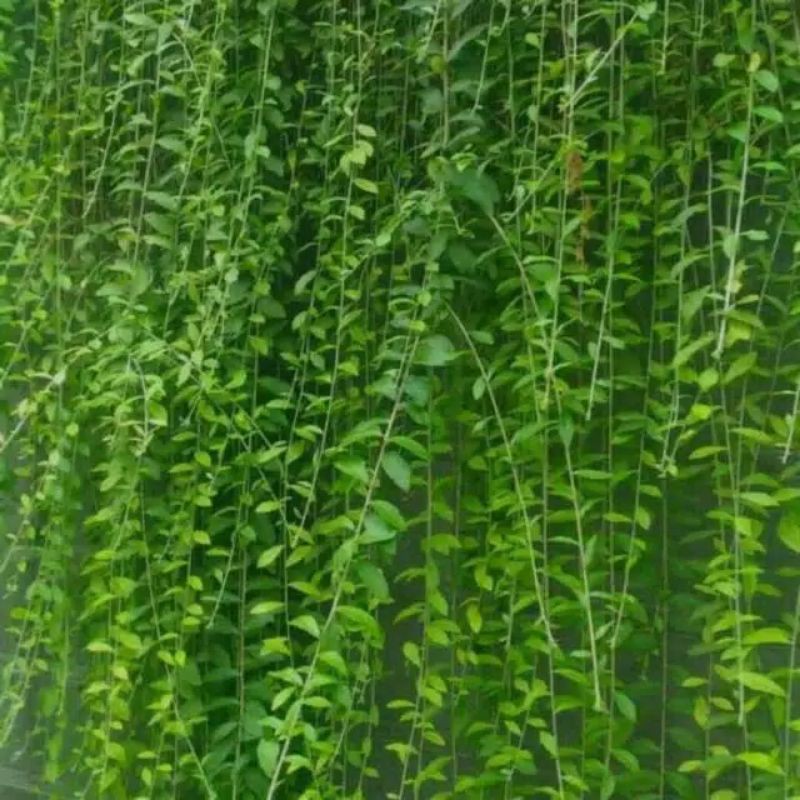 TANAMAN HIAS hidup rambat lee kwan yew / tanaman rambat gantung