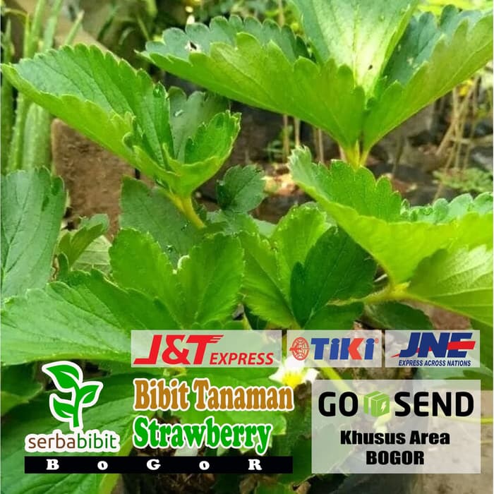 Bibit Buah Strawberry Jumbo - Australia
