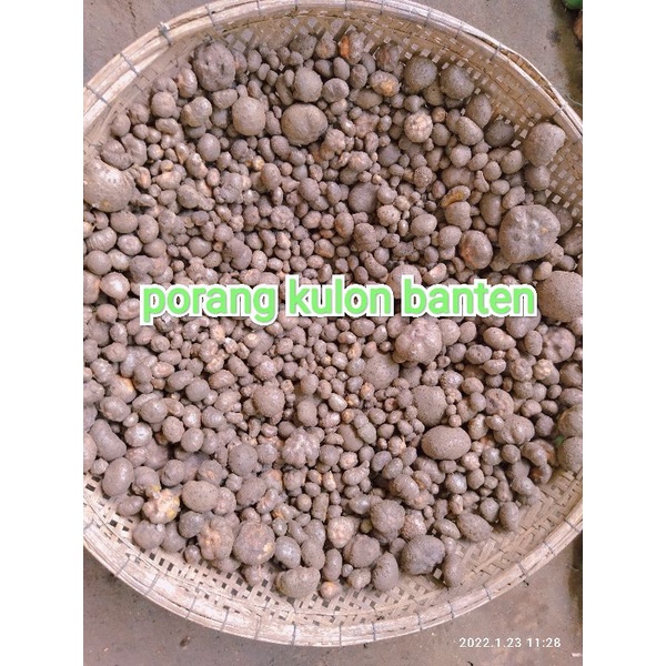 bibit porang katak asli dorman 1kg isi 750-1000 bibit.