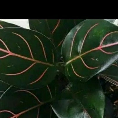 Tanaman Hias Agronema Rotundum