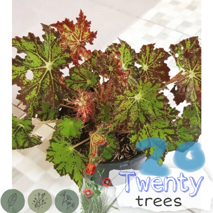 tanaman begonia rex star / Tanaman hias hidup / tanaman hias / tanaman gantung / tanaman hias gantung / tanaman hias murah / tanaman hias hidup murah / pohon hias