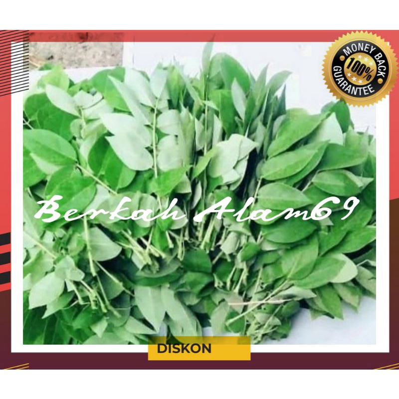 

Daun Gamal Segar 500gr-bonus stek gamal