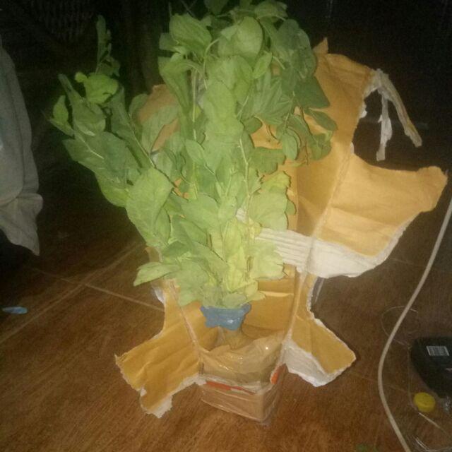 Paket 5 Bibit Tanaman Bidara Bibit Benih Tanaman Daun Biadara Arab