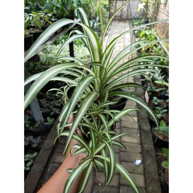 TANAMAN HIAS SPIDERPLANT.TANAMANHIASMURAH