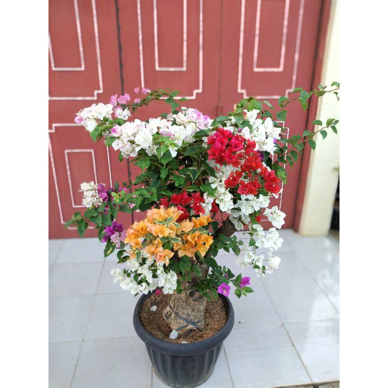 BIBIT BUNGA BOUGENVILLE BATANG // BIBIT BUGENVIL MURAH // TANAMAN HIAS BUNGA BUGENVIL // BIBIT BATANG BAHAN STEK // BIBIT BUNGA MURAH // BIBIT BUNGA KERTAS-2