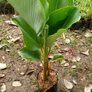 Tanaman hias  pisang  Kalatea pohon  pisang  calathea 