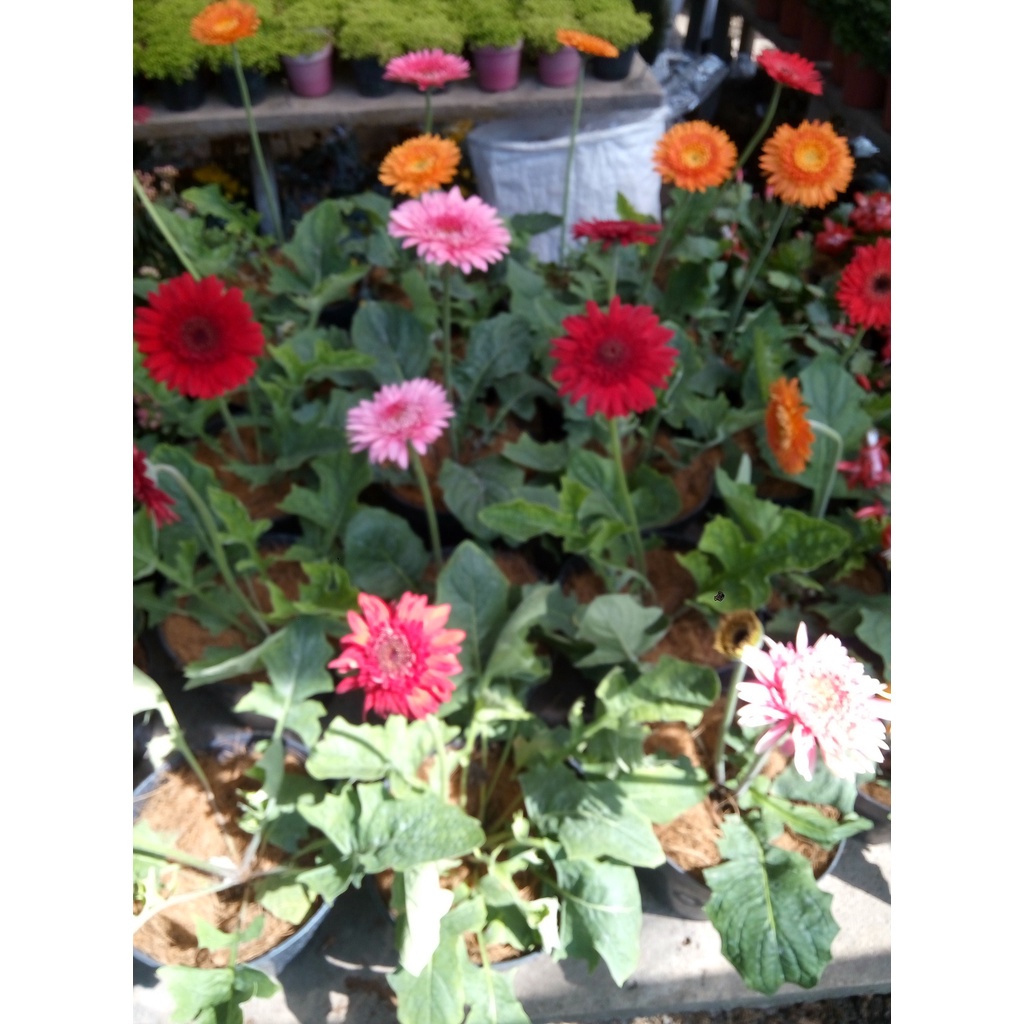 Tanaman Hias Bunga Gerbera - Herbras - Barberton Daisy