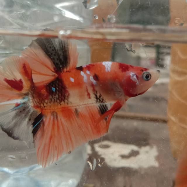 Cupang Nemo galaxy