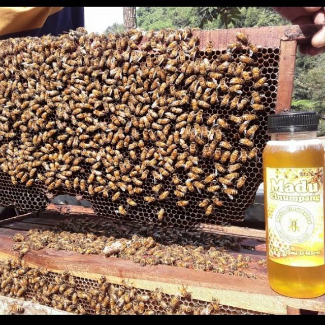 

Madu asli cinumpang 100% Langsung dari sarang lebahnya, Madu asli 340 gram