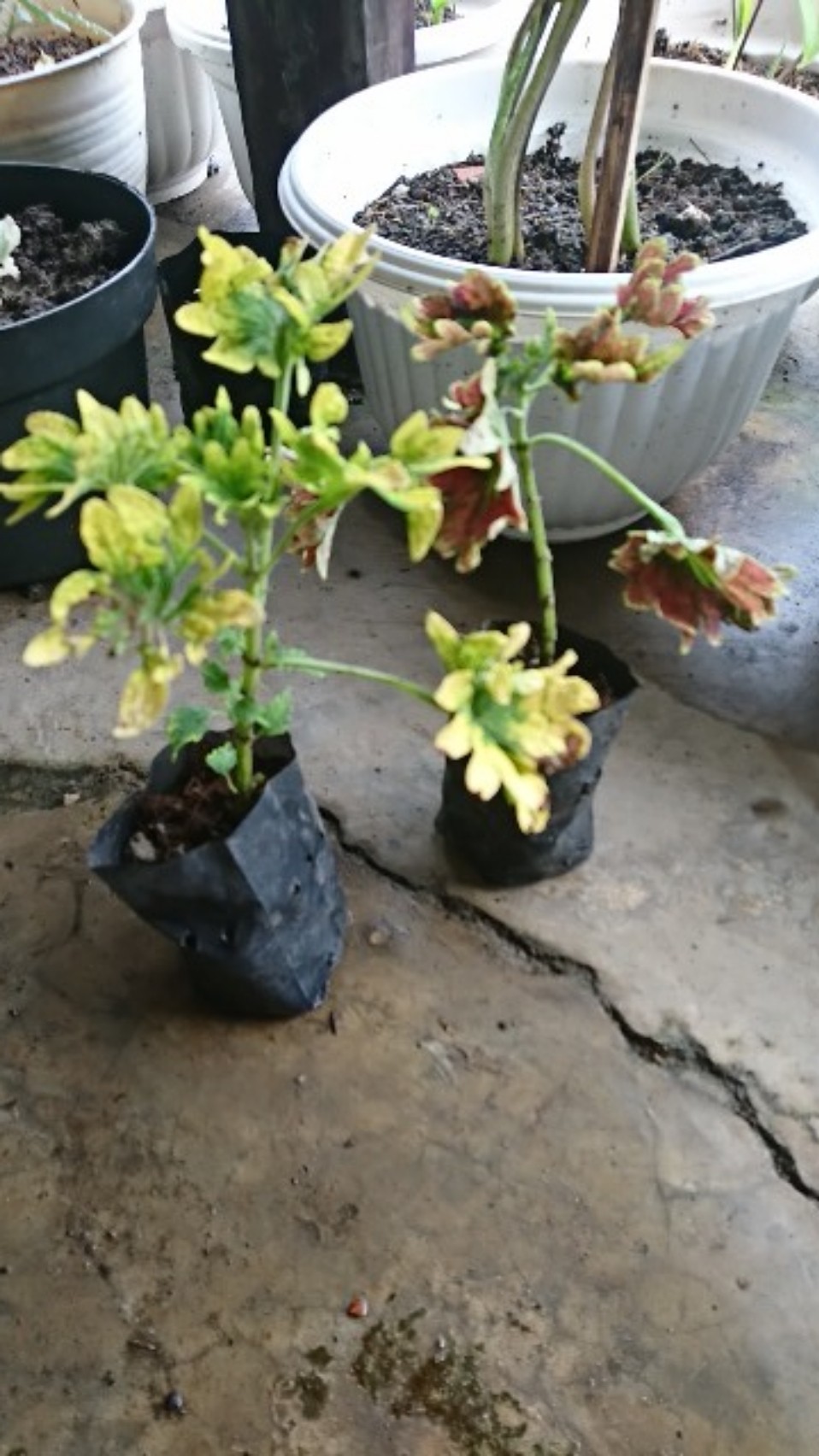 Miana Paketan (2 Warna/2jenis)