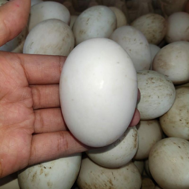 

Telur Bebek Putih Premium Perbutir