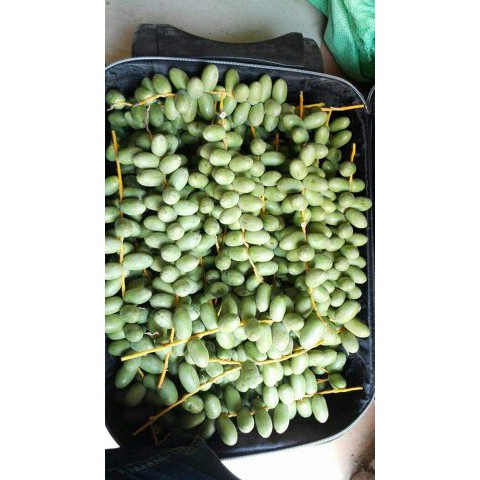 

kurma muda (khusus dropship 250 gram)