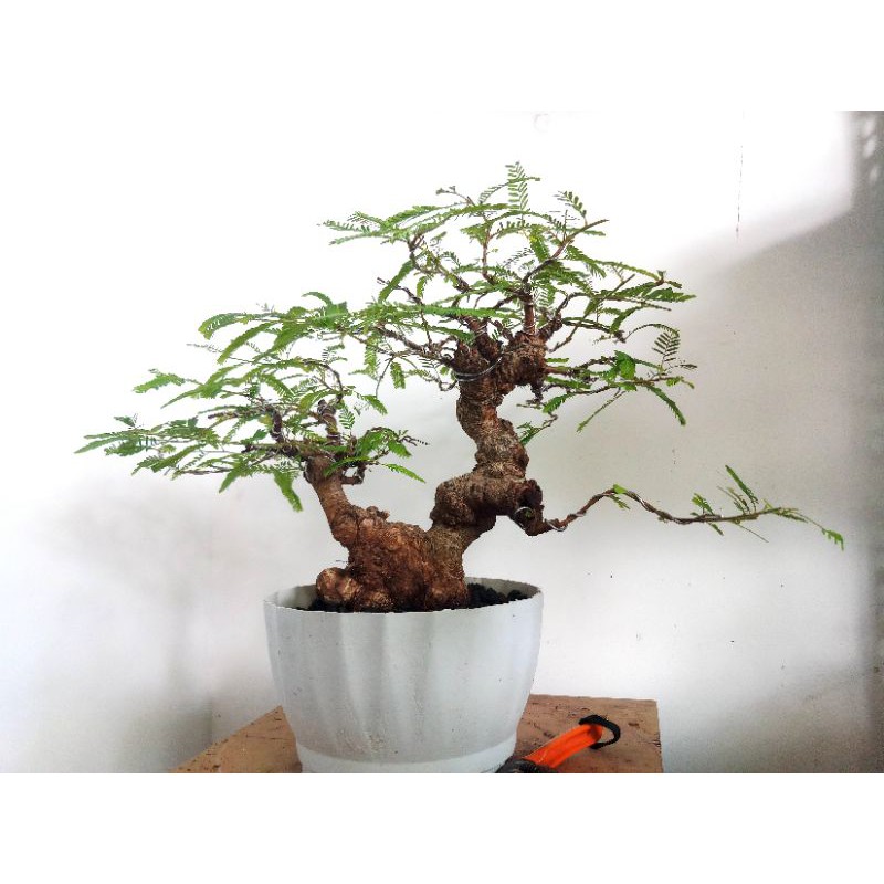 Bonsai Lamtoro