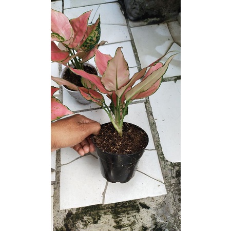 Aglonema murah aglonema pink Katrina