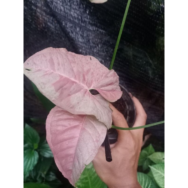 Syngonium Pink Candy