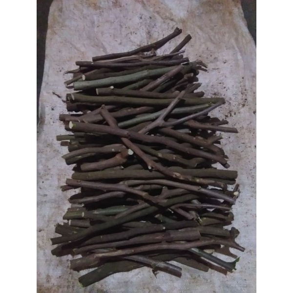 

Rencekan Bougenville pesanan TONO Petanaan, Kebumen.