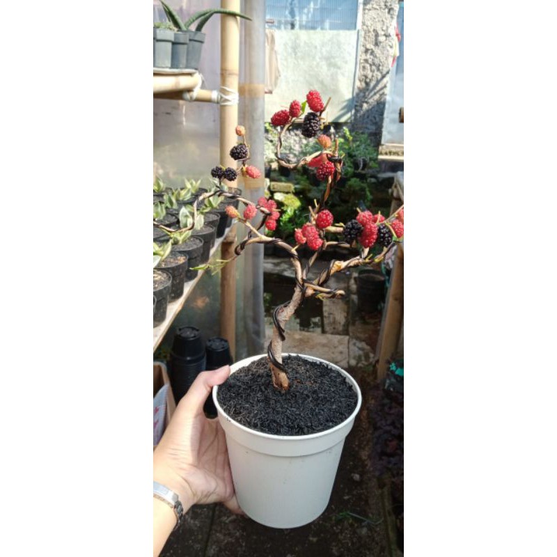 pohon bonsai murbei tanaman hias pohon bonsai murbei