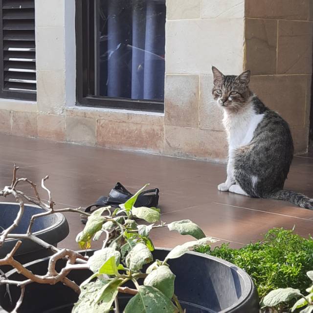 de08maia