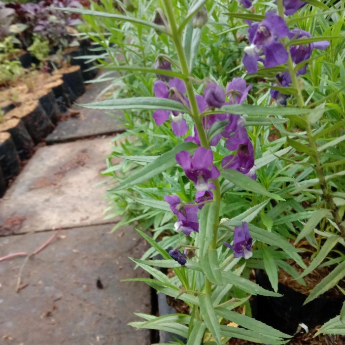 Tanaman Lavender / Tanaman Pengusir Nyamuk
