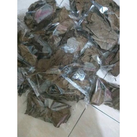 

（DIKIRIM DARI JAKARTA） Daun Ketapang Laut