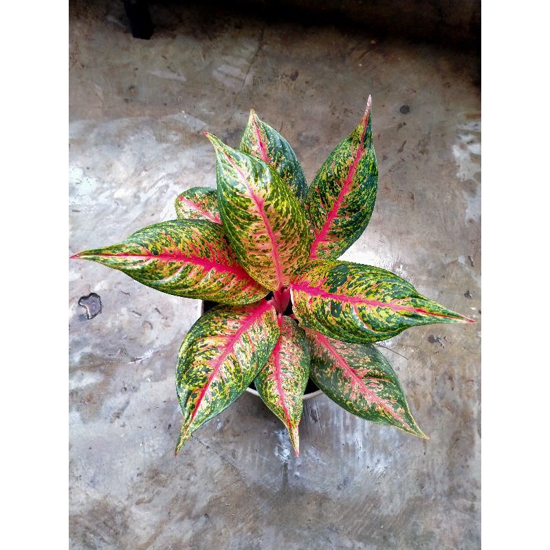 aglonema hot lady