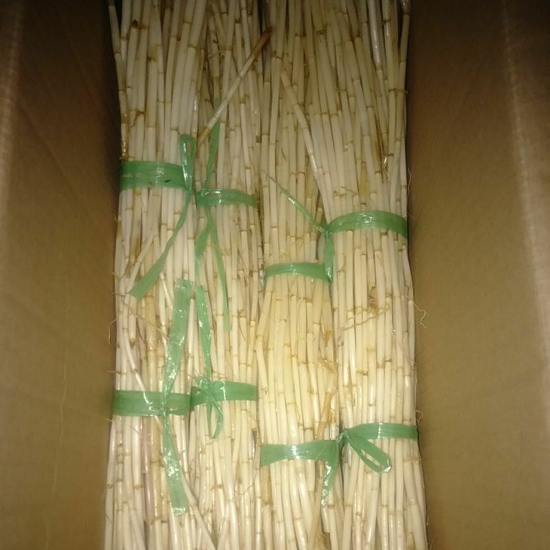 

AKAR ALANG ILALANG SEGAR / Akar Alang Segar