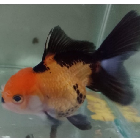 Ikan Mas Koki Oranda OWL (  Burung Hantu ) Mulus