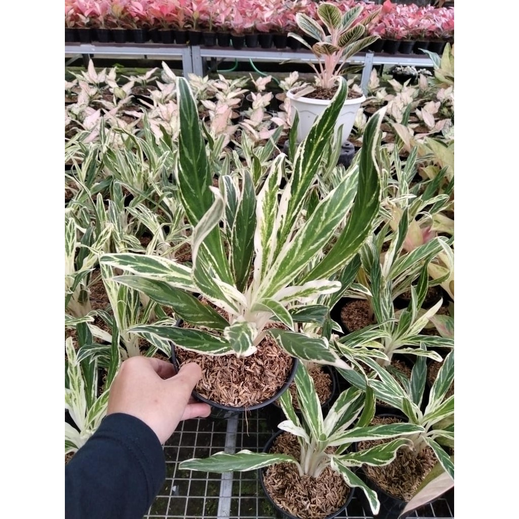 Tanaman Hias Aglonema Aglaonema Bamboo Bambu Kualitas Bagus