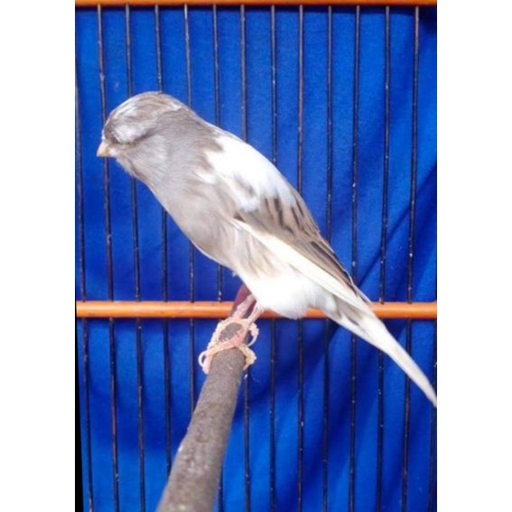 burung kenari panda loper jantan