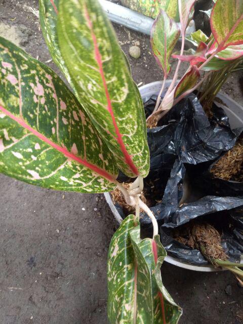 Tanaman Hias Murah 4 Aglonema/paket Aglaonema Hemat Aglo Donacarmen Lipstick Snow White Rotundum