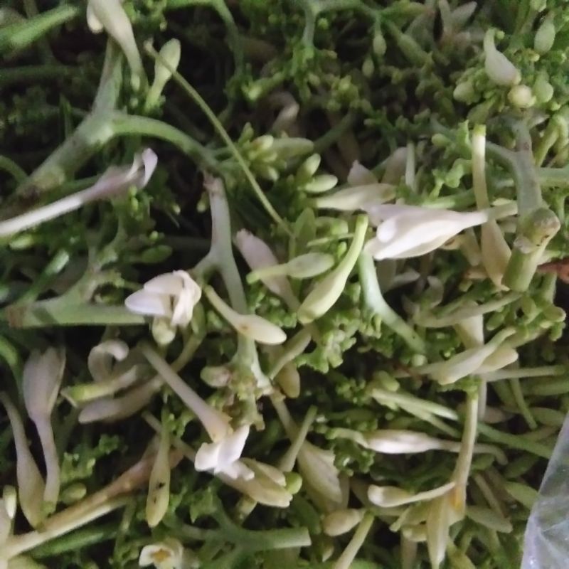 

bunga pepaya
