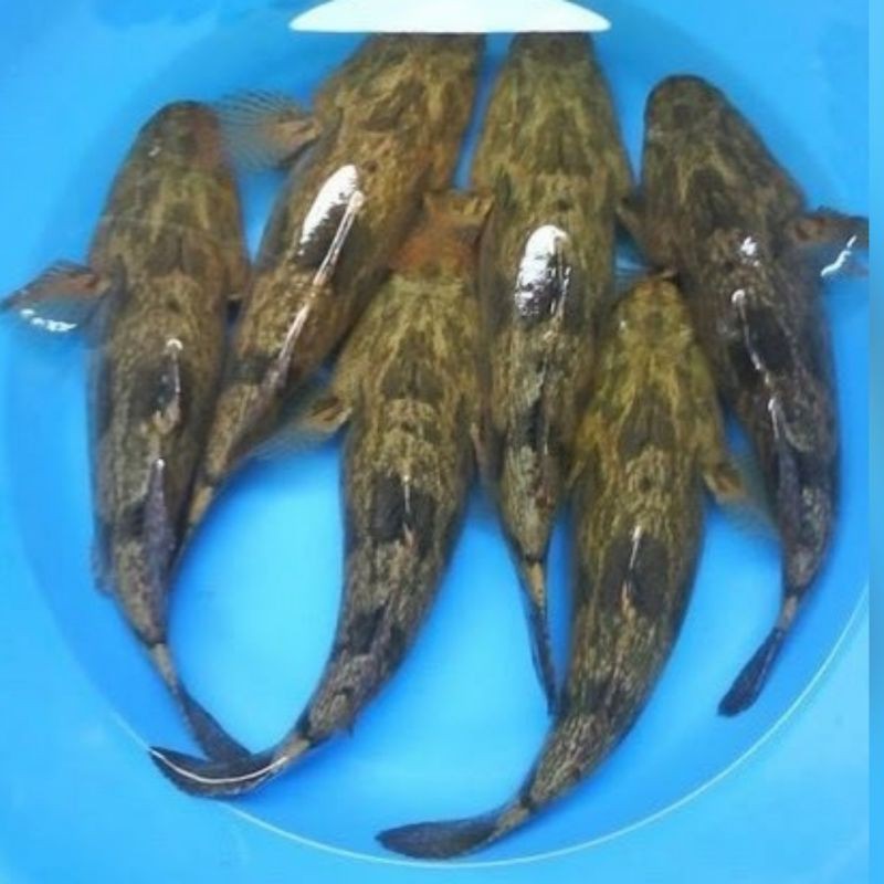 

Betutu/Bloso/Gabus Malas ikan konsumsi/ternak