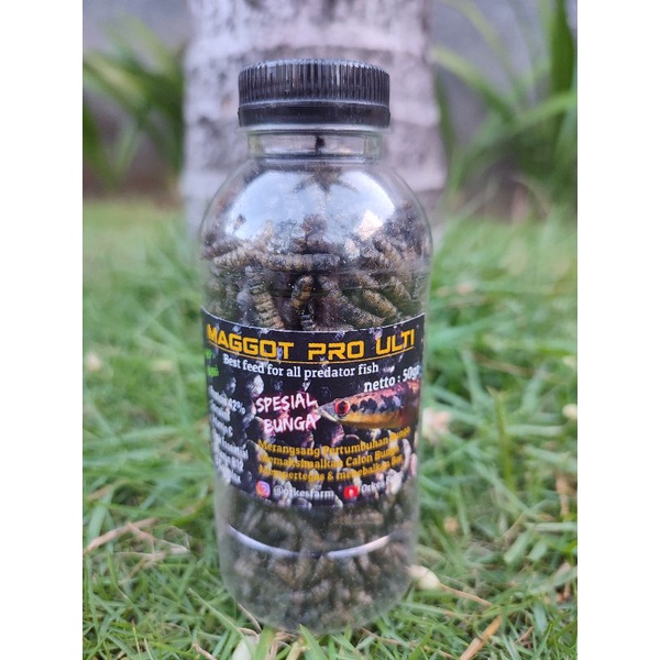 Maggot Pro Ulti (black)