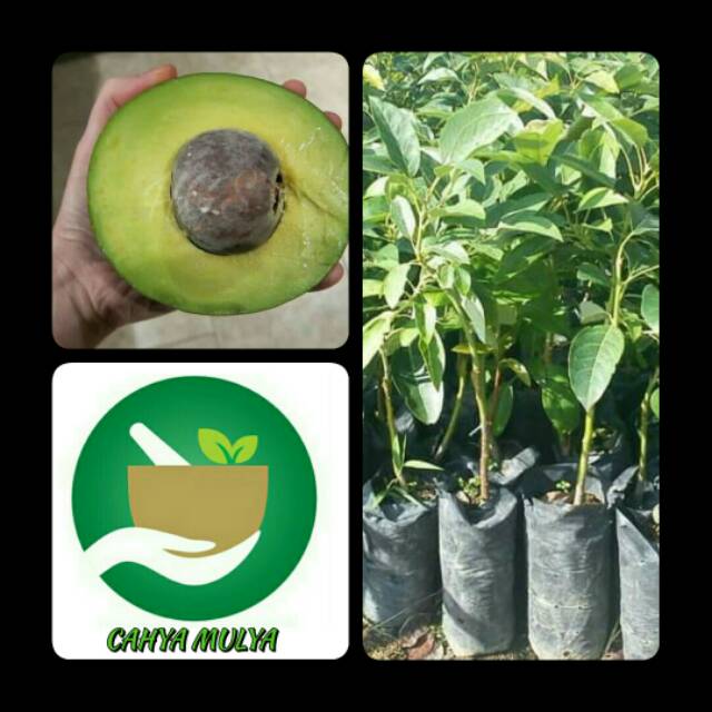 Bibit pohon buah alpukat jumbo florida- tabulampot alpukat florida jumbo cepat berbuah