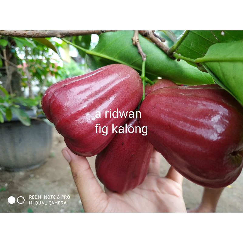 fres cangkok jambu citra
