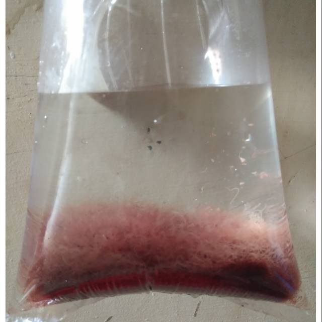 Cacing sutra / Casut Pakan Ikan Hias / Cupang