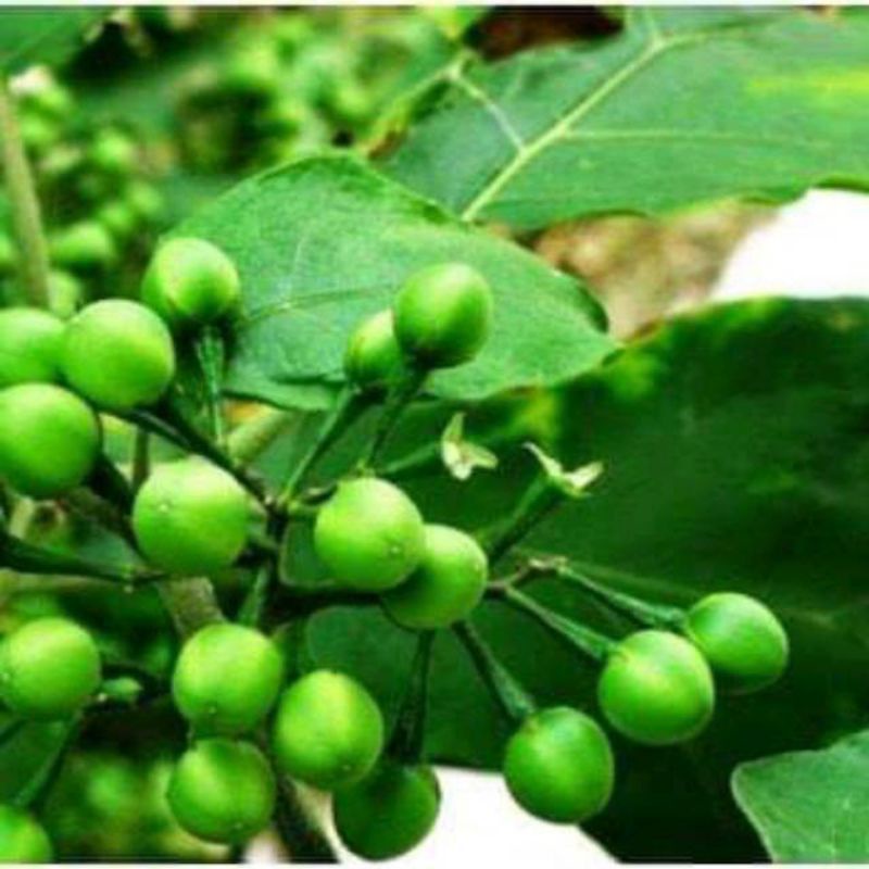 

buah takokak/rimbang 500 grm