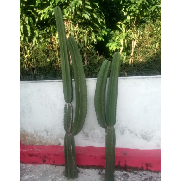 Kaktus Koboi Cabang 1 Tanpa Duri