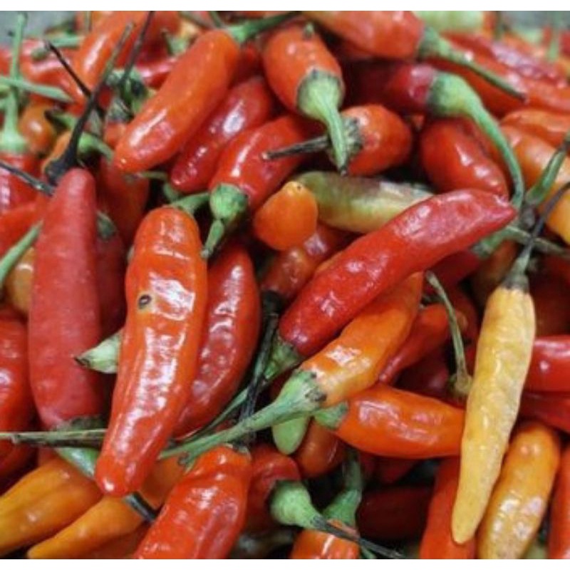 

50 Biji --- benih Cabai setan pedas