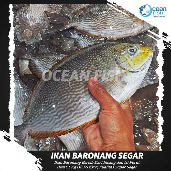 

Ikan Baronang Segar 1kg - Fresh Ikan Baronang Super