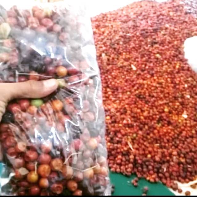 Buah bidara kering/biji bidara 1 kg