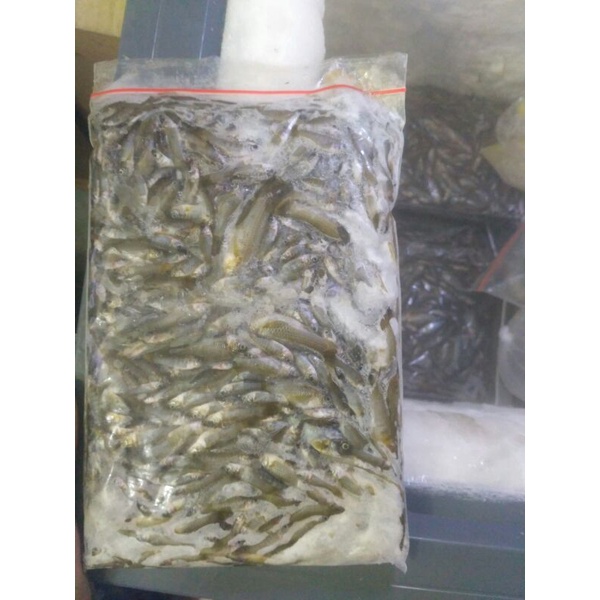 

ikan cere beku isi random