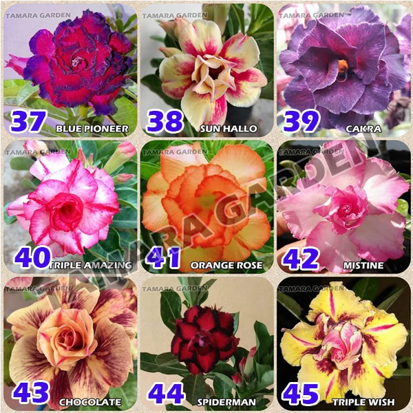 Bibit Bunga Kamboja Jepang Tumpuk 43 / Afandi Flora