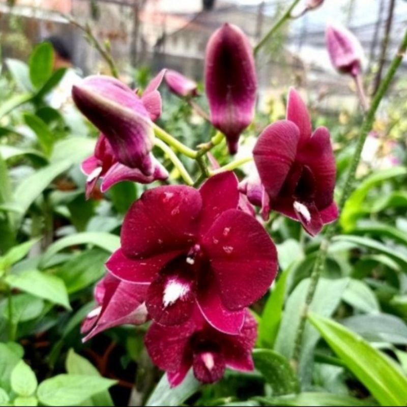 Pohon Anggrek Dendrobium Bunga Merah Maroon Tanaman Hias Pohon Bunga Anggrek Hidup