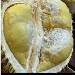 

durian bangkok /durian montong utuh